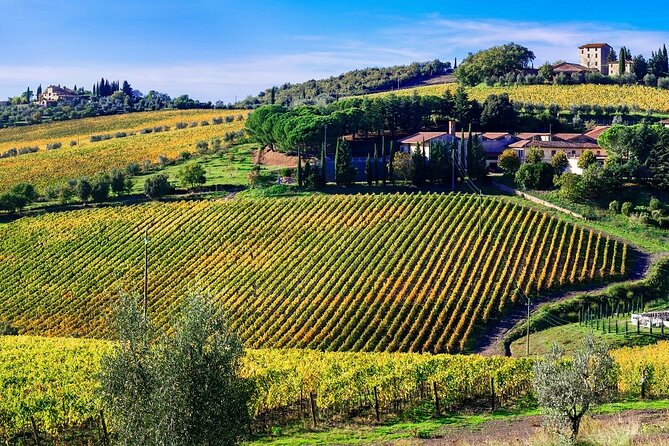 Chianti Vespa Tour - A winery stop with wine and open views