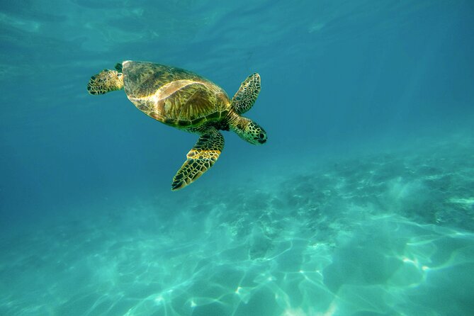 E-Scooter Snorkel With Photo and Video At Turtle Town - Cruising through Turtle Town