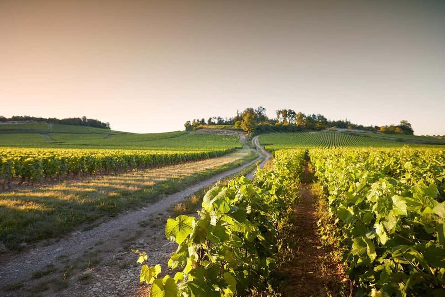 Electric scooter getaway and tasting at Château de Chamirey - Key points before you book