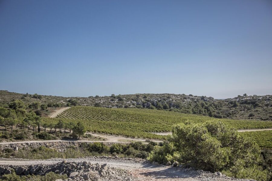 Electric Scooter Tour of Château l'Hospitalet estate - Biodynamic farming and the estate’s wine story