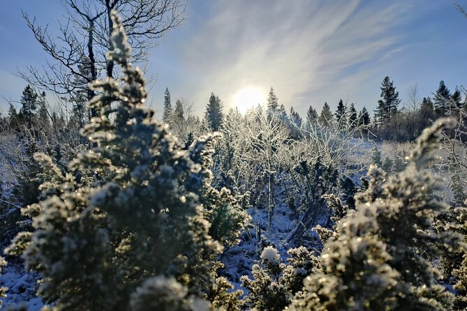 Electric Snow Scooters Tour - Snowy forests, open trails, and the playful side of the ride
