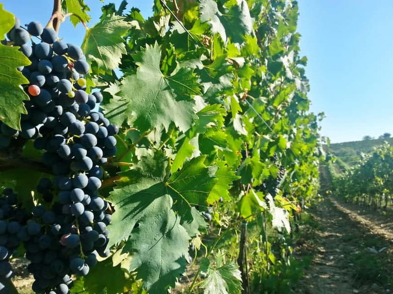 From Florence: Chianti Self-Guided Vespa Tour with Lunch - The electric Vespa charging question