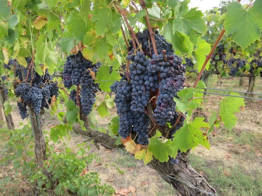 From Florence: Tuscany Vespa Tour with Lunch & Wine - A family winery, lunch, wine, and olive oil