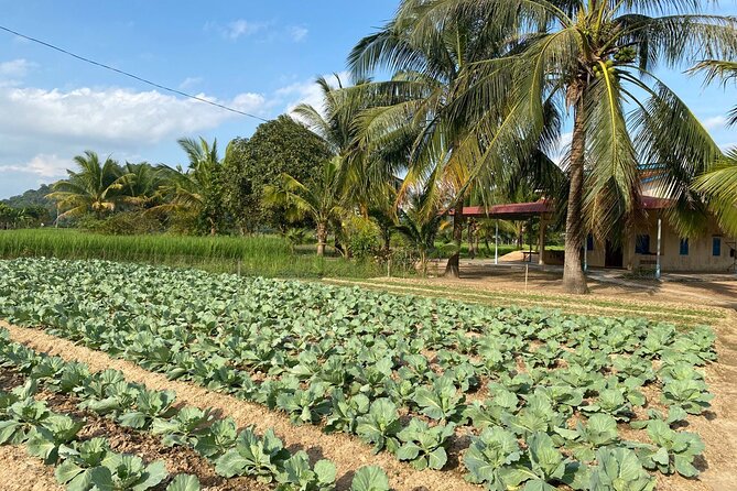 Half-Day Adventure to the Pepper Farm by Scooter - Secret Lake and a difficult chapter in Cambodian history