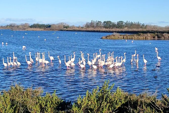 Happy tour camargue an immersion by bike and scooter E - Key points to know before you book