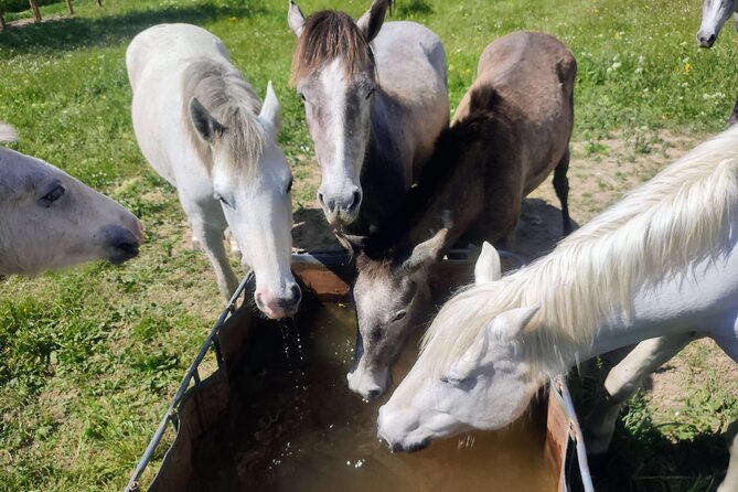 Happy tour camargue an immersion by bike and scooter E - Why the guide matters on this ride
