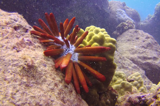 Kauai's Ultimate Scooter Adventure 2 Tank Dive (Advance Certified Divers Only) - What the $310.09 price really covers