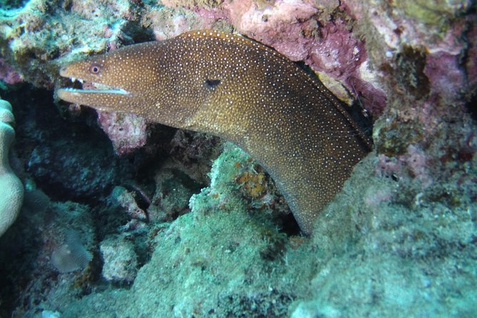 Kauai's Ultimate Scooter Adventure 2 Tank Dive (Advance Certified Divers Only) - Who should book this Kauai outing