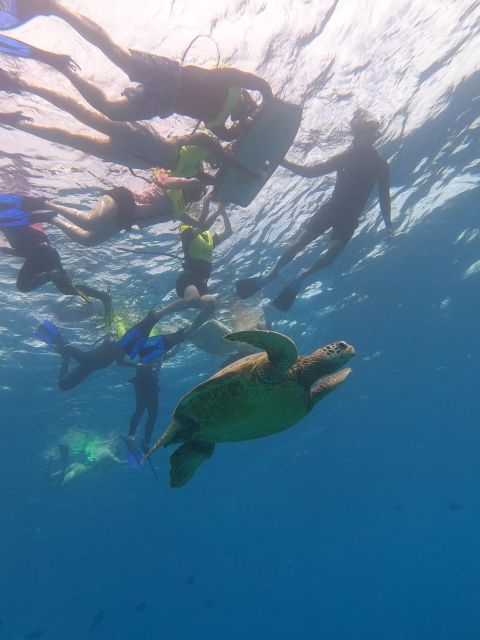 Oahu Snorkeling with Turtles, Water Scooter, Paddleboard - Should you book this Turtle Canyon tour?