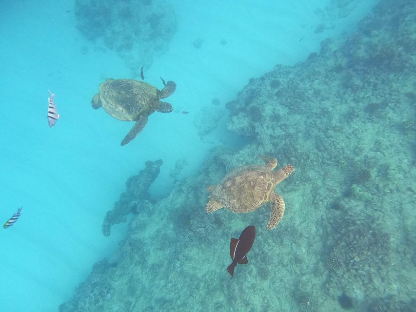 Oahu Snorkeling with Turtles, Water Scooter, Paddleboard - From Waikiki pickup to the catamaran