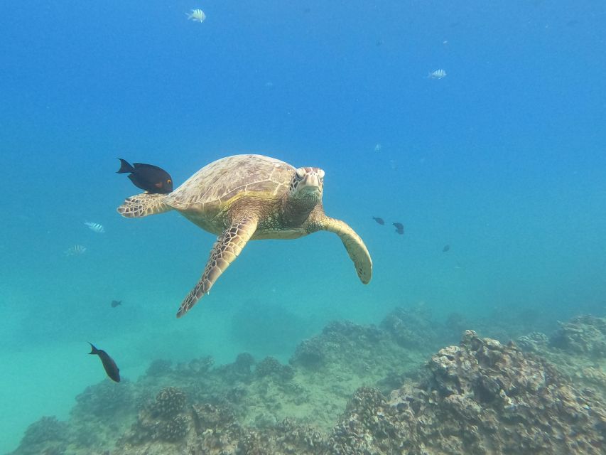 Oahu Snorkeling with Turtles, Water Scooter, Paddleboard - Practical advice before you leave Waikiki