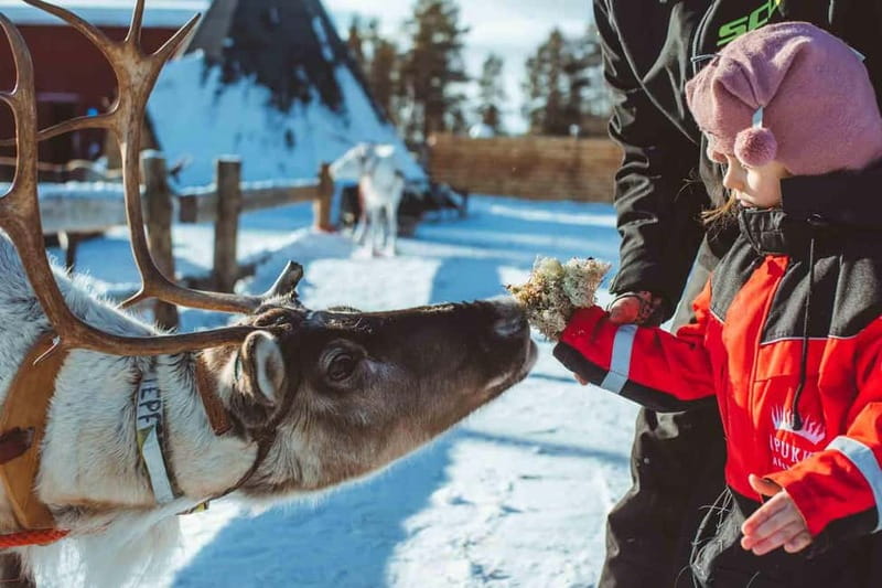 Rovaniemi: Snow Tour with Huskies, Reindeer, & Mini Scooters - Is the $229 price fair?