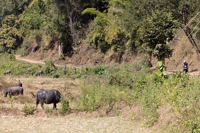 Scooter Adventure with elephants, views and FUN drive yourself - Who should book this ride?