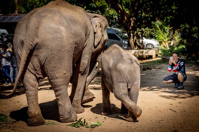 Scooter Adventure with elephants, views and FUN drive yourself - Practical details before you reserve