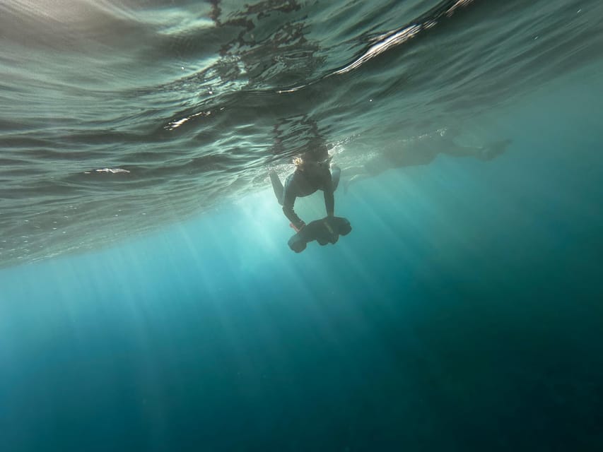 Scooter fun snorcel tour in turtle area - What you might see below the surface