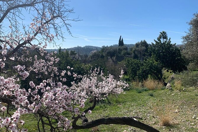 Self Guided E Scooter Brunch Tour in Mallorca Countryside - A Small Hamlet, Olive Groves, and Citrus Trees