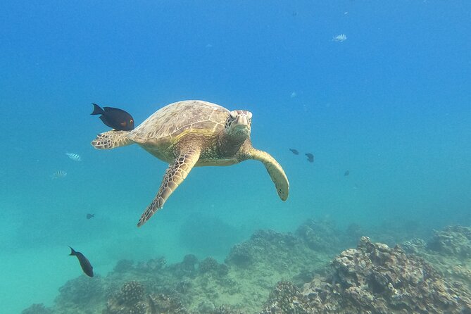 Snorkeling with Turtle/Water Scooter/Paddleboard Adventures Oahu - Key points at a glance