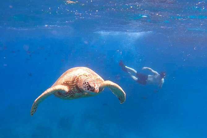 Snorkeling with Turtle/Water Scooter/Paddleboard Adventures Oahu - Starting at Ala Moana Harbor at 10:00 a.m.