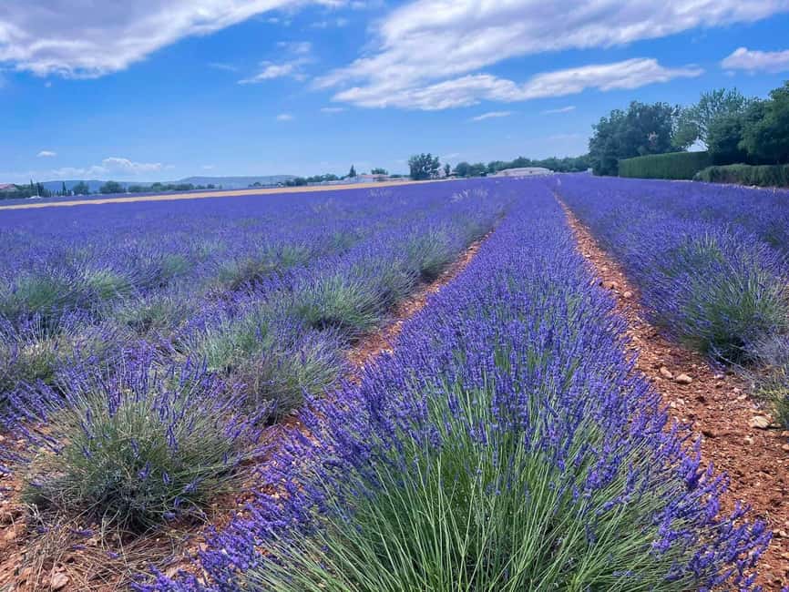 The lakeside panoramic tour: Guided electric scooter rides - Lavender country near the Valensole plateau